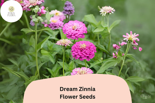 100+ Dream Zinnia Seeds – Soft Pink Blooms for Summer Gardens, Borders & Cut Flowers
