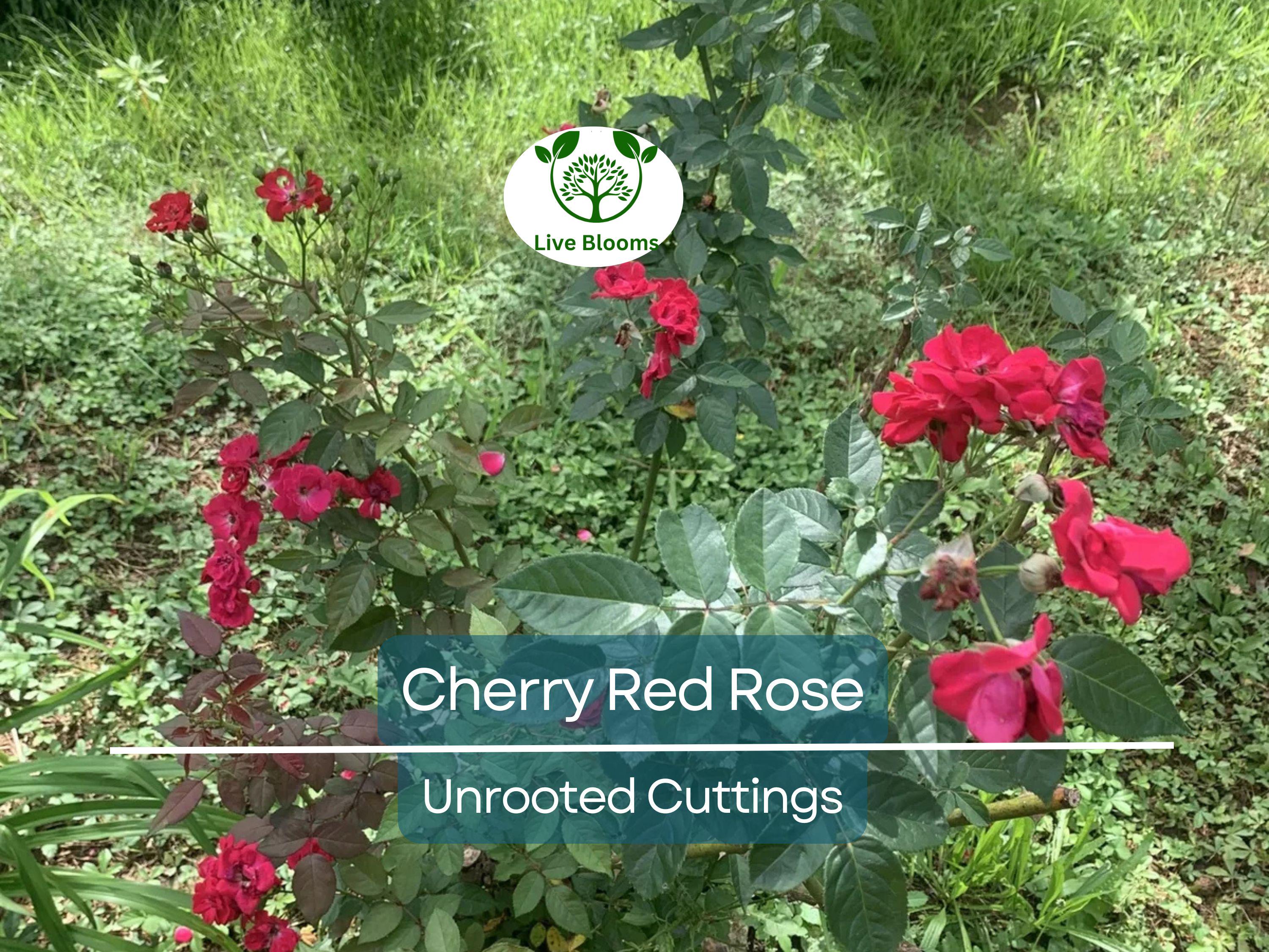 3 Unrooted Cuttings of Cherry Red Color Rose - Easy to Root, 7 Inch, Beautiful Blooms, Garden Roses, Perfect for Propagation, Rosaceae