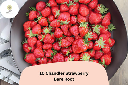 10 Chandler Strawberry Plants | Live Bare Root | June Bearing Fragaria × ananassa Fruit