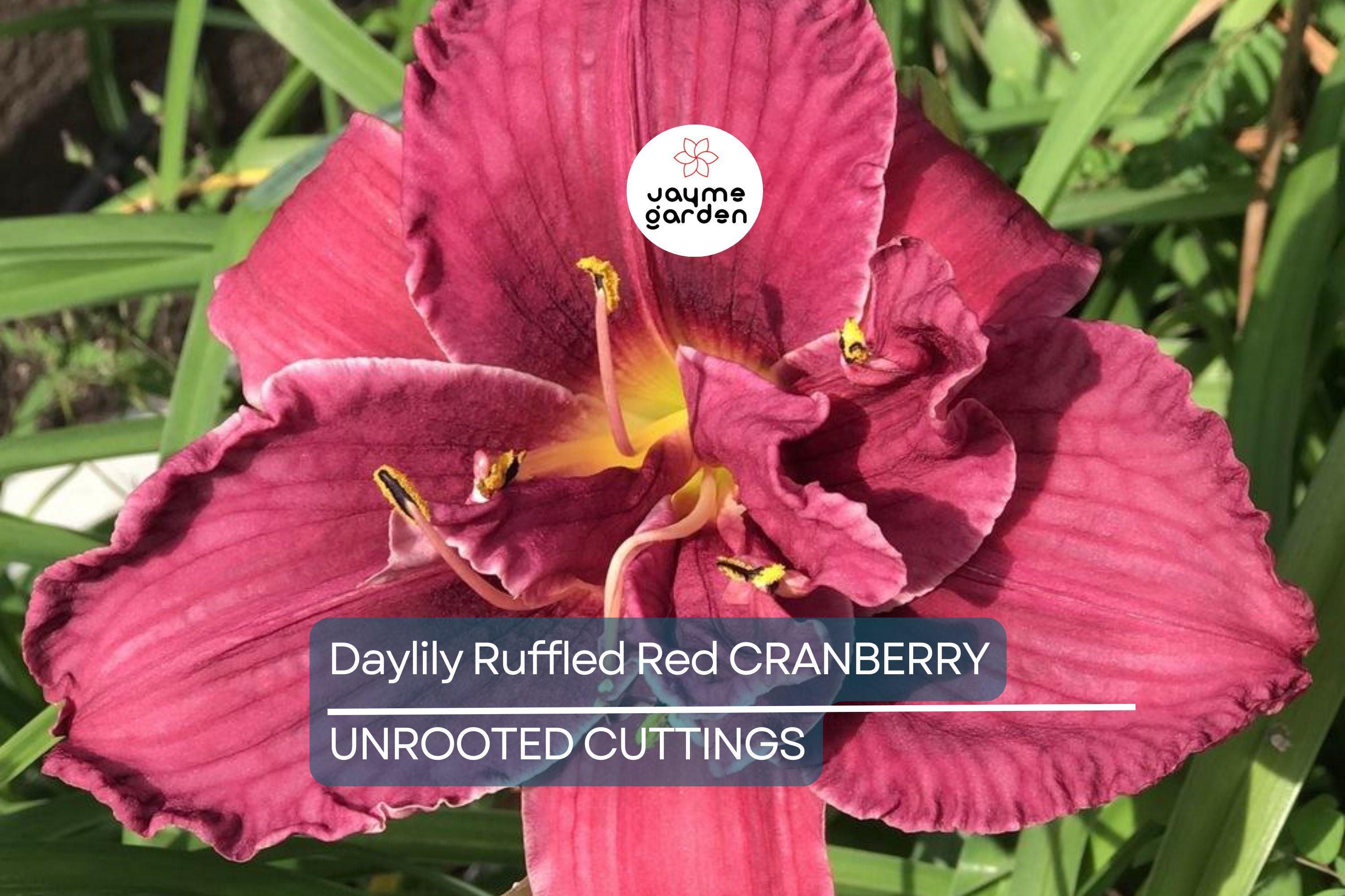 Cranberry Baby Daylily - Ruffled Red Blooms, Dwarf, Re-Blooming, Attracts Pollinators, USDA Zones 3-10