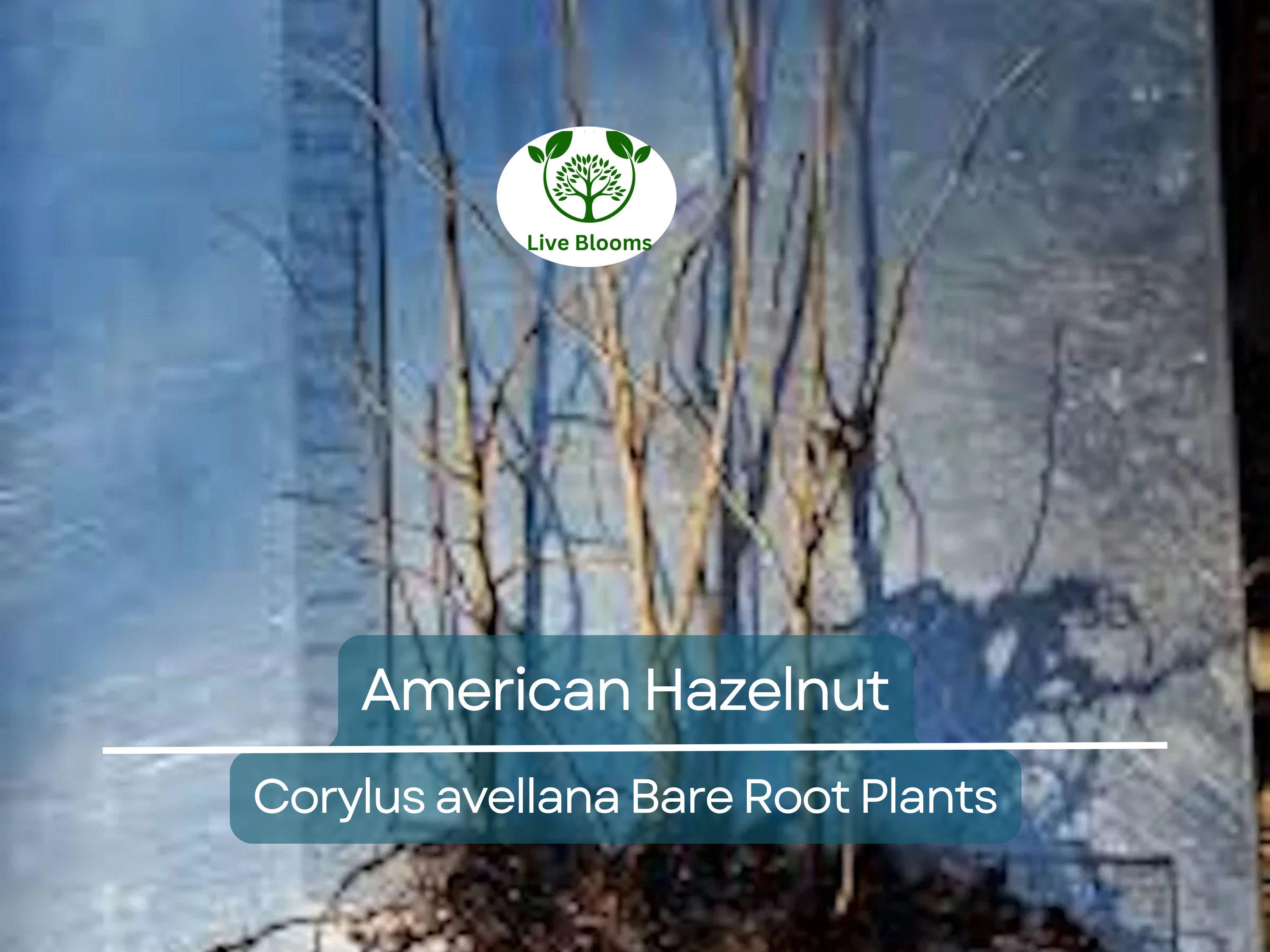 3 American Hazelnut Trees - Corylus avellana - Live Bare Root Plants 12–24" Tall - Edible Nut Tree, Wildlife, Cold Hardy, Easy to Grow