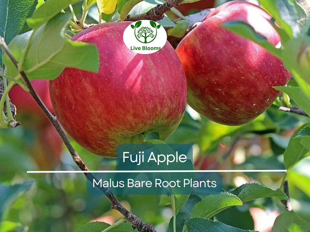 1 Fuji Apple Tree – Live Bare Root Fruit Tree (12–15") – Crisp, Sweet Apples – Cold Hardy, Self-Fertile, Great for Backyard Orchards