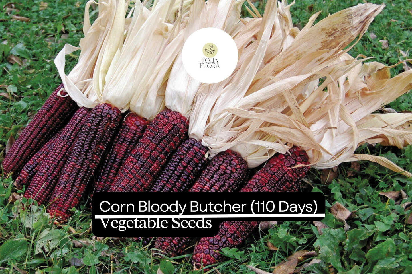 Bloody Butcher Corn (Zea mays) – Heirloom Red Kernels for Flour & Decor