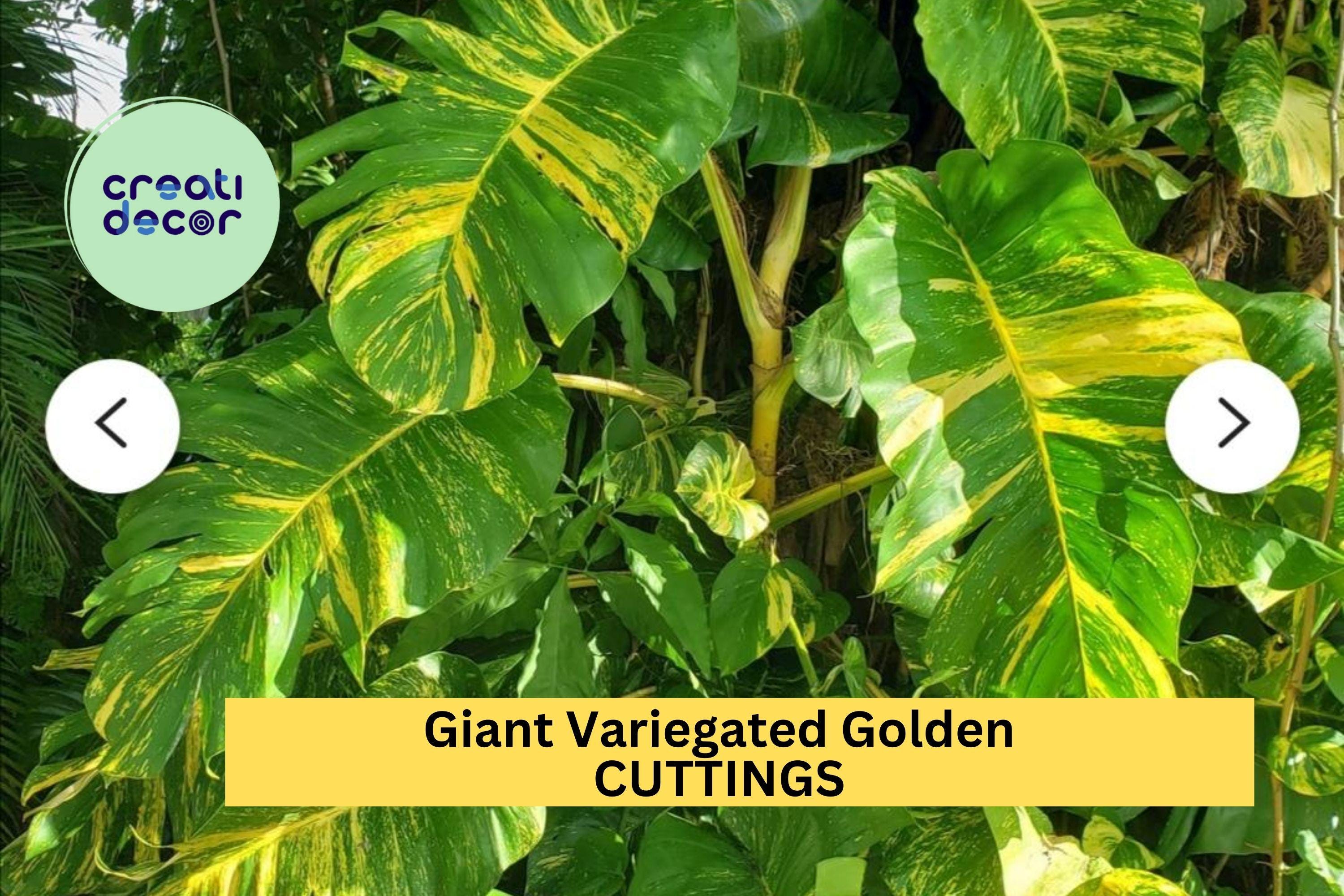 5 Rooted Giant Variegated Hawaiian Pothos Cuttings – Golden Leaf Bulk Set with Roots for Indoor Jungle or Hanging Baskets – USA