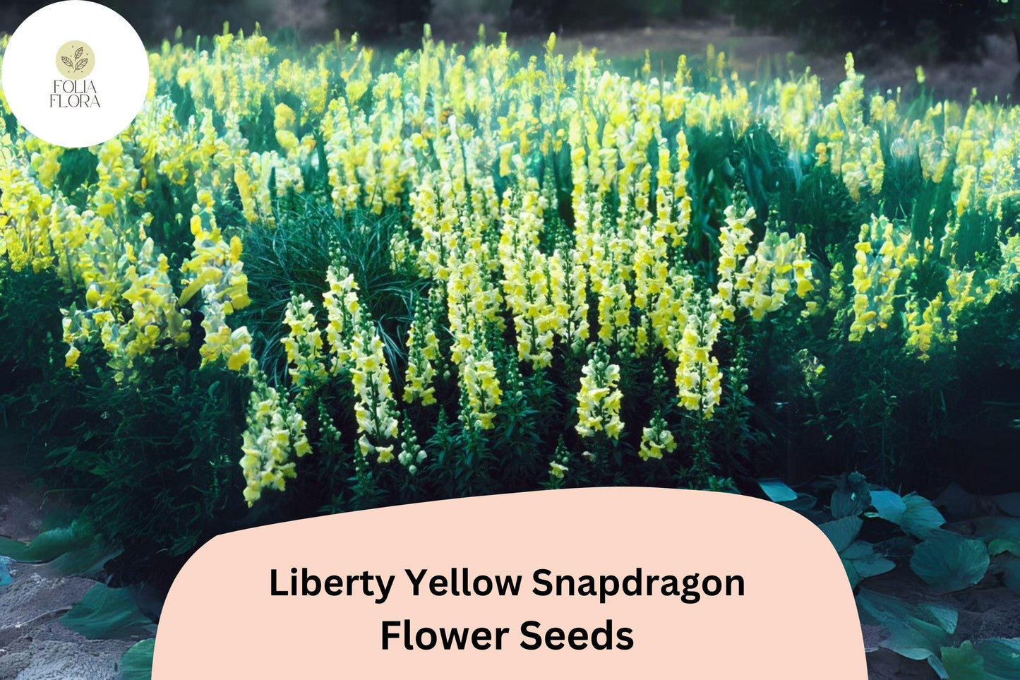 Antirrhinum majus Liberty Yellow Snapdragon Seeds – 1000+ Bright Yellow Blooms for Garden & Cut Flowers