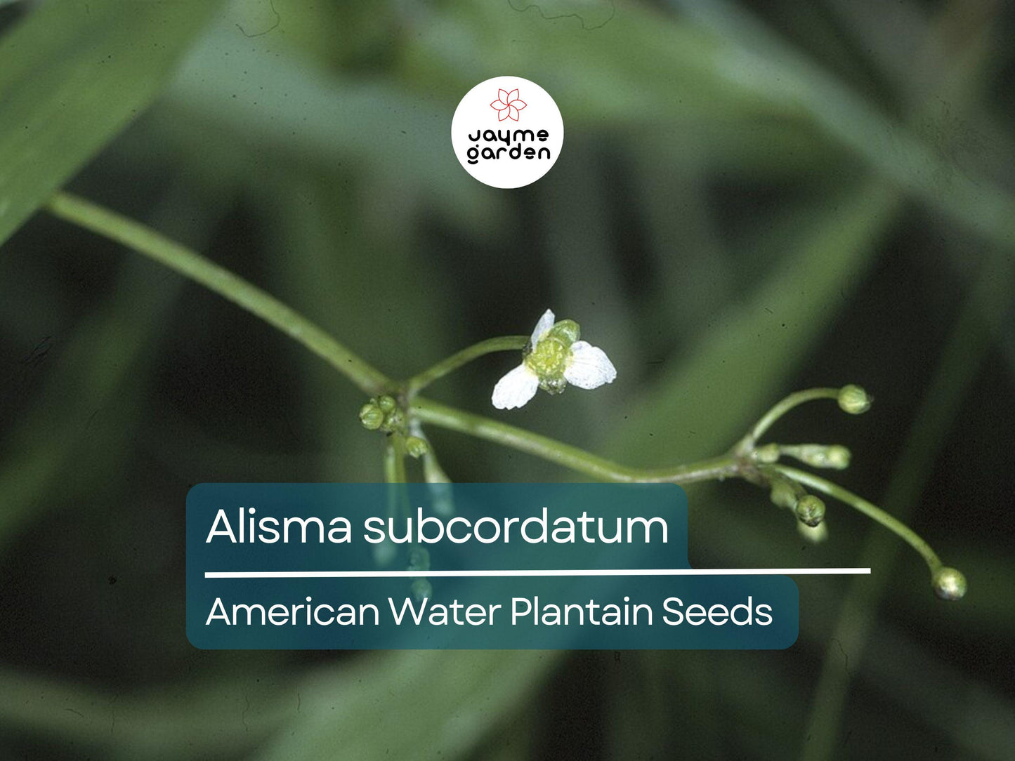 500 Seeds Alisma Subcordatum | Mud Plantain for Planting | Water Plant for Ponds & Wetlands | Native Aquatic Perennial | Wildlife Friendly
