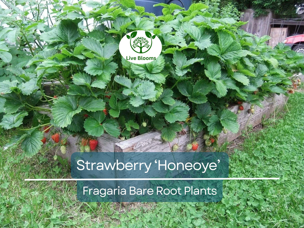 12 Honeoye Strawberry Plants – Bare Root – Sweet, Juicy Berries – Cold Hardy & Productive – June-Bearing – Zones 4–9