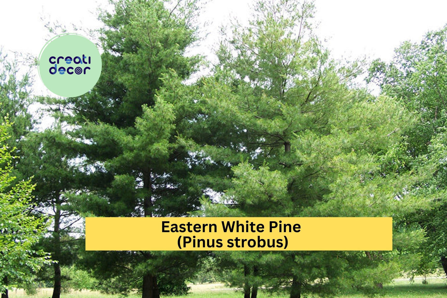 Eastern White Pine Tree Seedlings | Set of 10 Bare Root Plants | 6–16 Inch Pinus strobus Live Trees for Landscaping & Reforestation