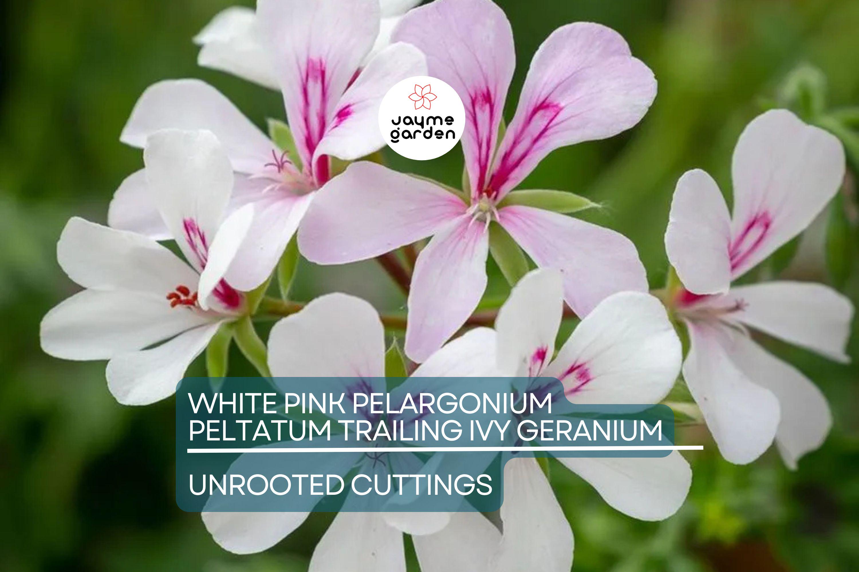White Pink Pelargonium peltatum Trailing Ivy Geranium - 2 Live 6" Cuttings, Rare Double Petal Blooms, Easy to Propagate