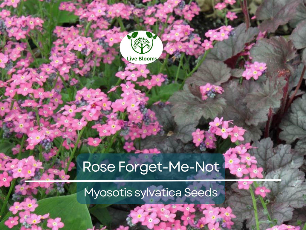 200 Seeds Rose Forget-Me-Not Myosotis Perennial Flowers Ground Cover Border Non-GMO, Easy to Grow, Beautiful Blooms, Garden Plant
