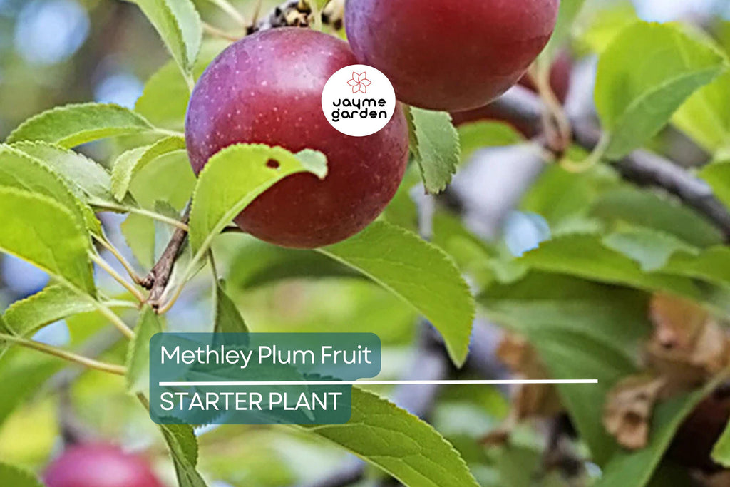 Methley Plum Fruit Tree Bare-Root Starter Plant, 3–4 ft Tall, Self-Pollinating, Early June Harvest Prunus salicina