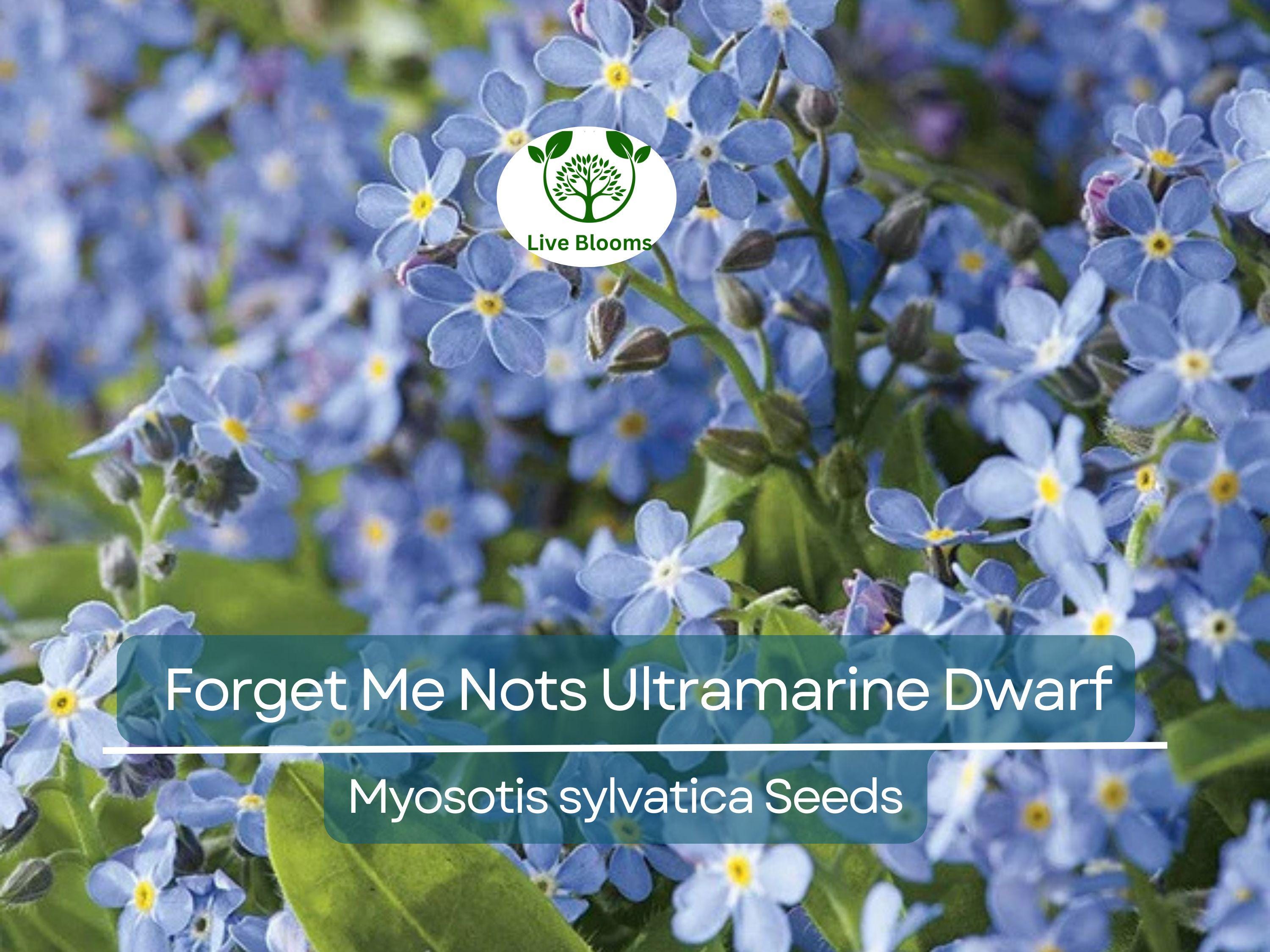 200 Seeds Forget Me Nots ULTRAMARINE DWARF, Blue Biennial Perennial, Non-GMO, Compact Blue Flowers, Perfect for Gardens & Pollinators