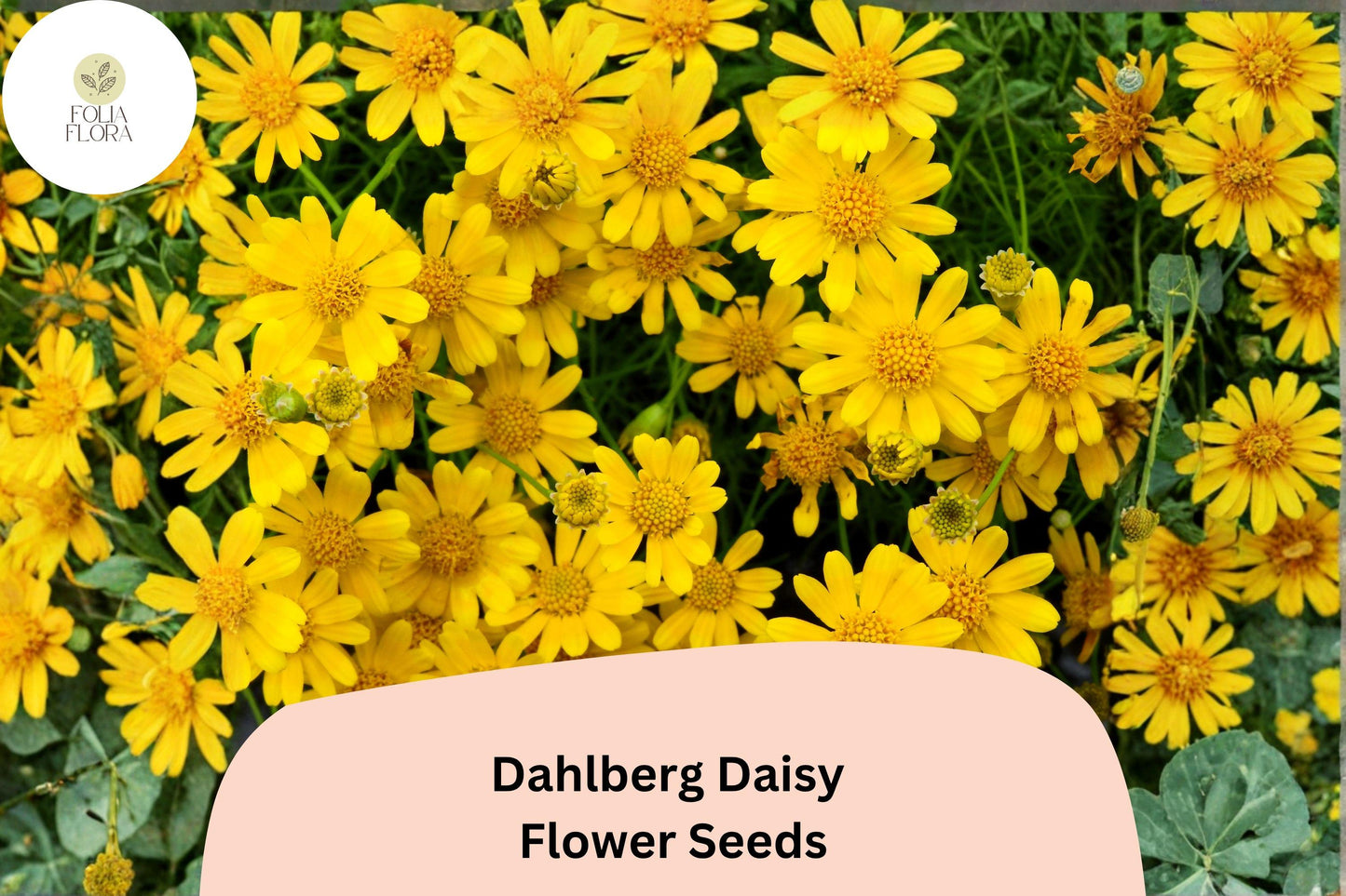 200+ Dahlberg Daisy Seeds | Thymophylla tenuiloba | Golden Yellow Mini Blooms | Low-Growing Annual Flower