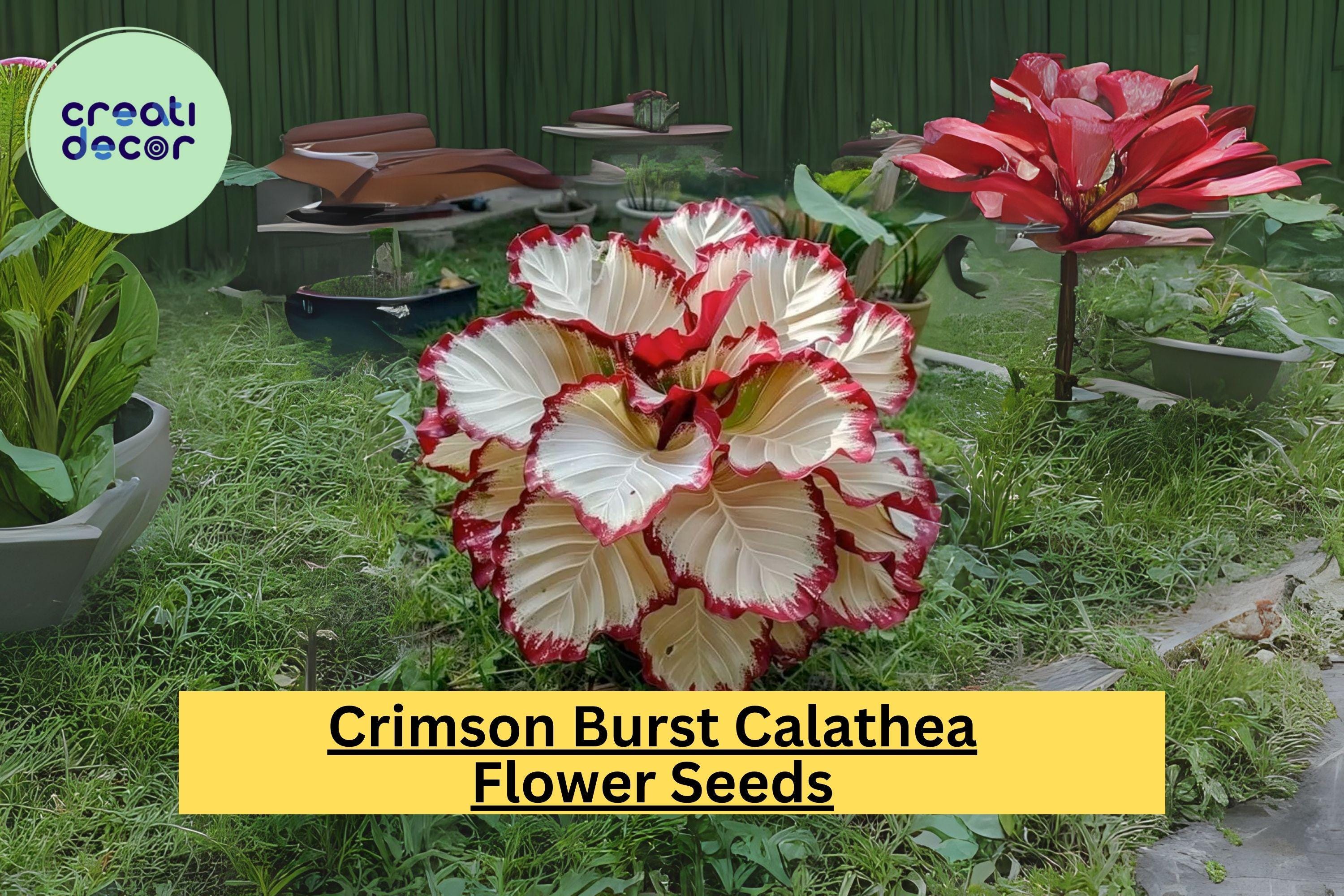 25+ Crimson Burst Calathea Seeds - Exotic Foliage Houseplant - Rare Tropical Plant for Indoor & Outdoor Gardens - Easy to Grow