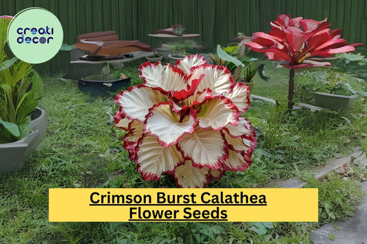 25+ Crimson Burst Calathea Seeds - Exotic Foliage Houseplant - Rare Tropical Plant for Indoor & Outdoor Gardens - Easy to Grow