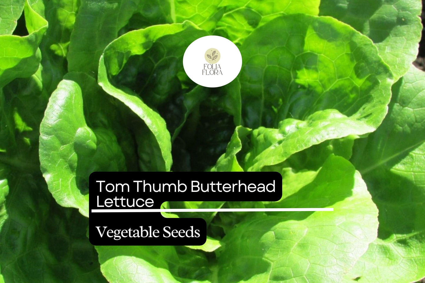1000 Tom Thumb Lettuce Seeds – Lactuca sativa – Mini Heirloom Butterhead, Sweet & Tender, Fast-Growing