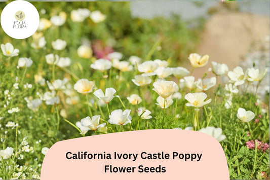 200+ California Ivory Castle Poppy Seeds for Garden Planting - White Flowers, Easy to Grow, Drought Tolerant