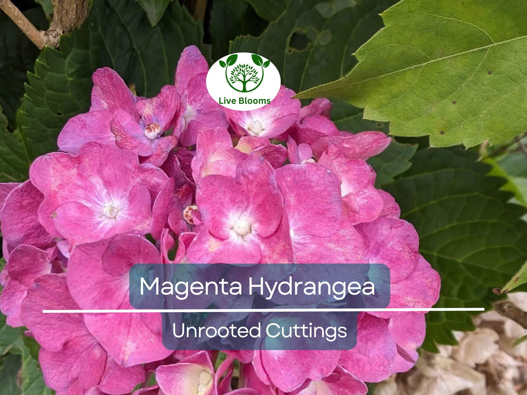 6 Live Fresh Heirloom MAGENTA Hydrangea Cuttings - 6" Unrooted - Easy to Grow, Beautiful Blooms, Hydrangea macrophylla, Garden Plant