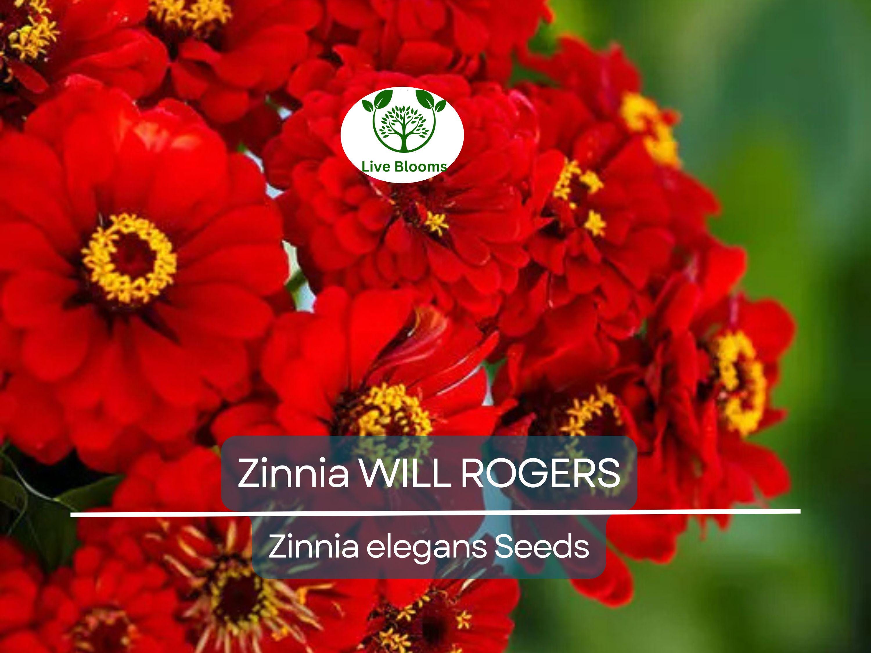 200 Seeds Zinnia WILL ROGERS Hummingbird Red Bees & Butterflies Non-GMO, Zinnia elegans, Bright Red Blooms, Attracts Pollinators