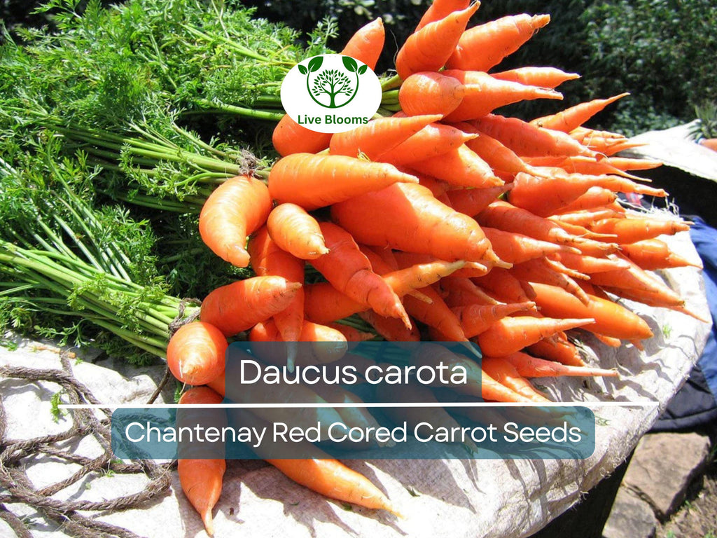 800 Seeds Chantenay Red Cored Carrot - Daucus carota | Heirloom Carrot for Planting, Gardening & Sweet, Crisp Root Harvest