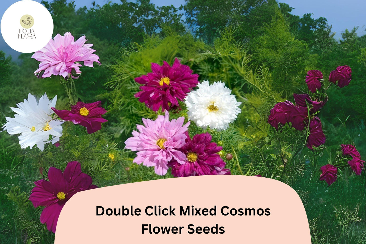 200+ Double Click Mixed Cosmos Seeds | Cosmos Bipinnatus Double Blooms | Colorful Cut Flower Garden Seeds