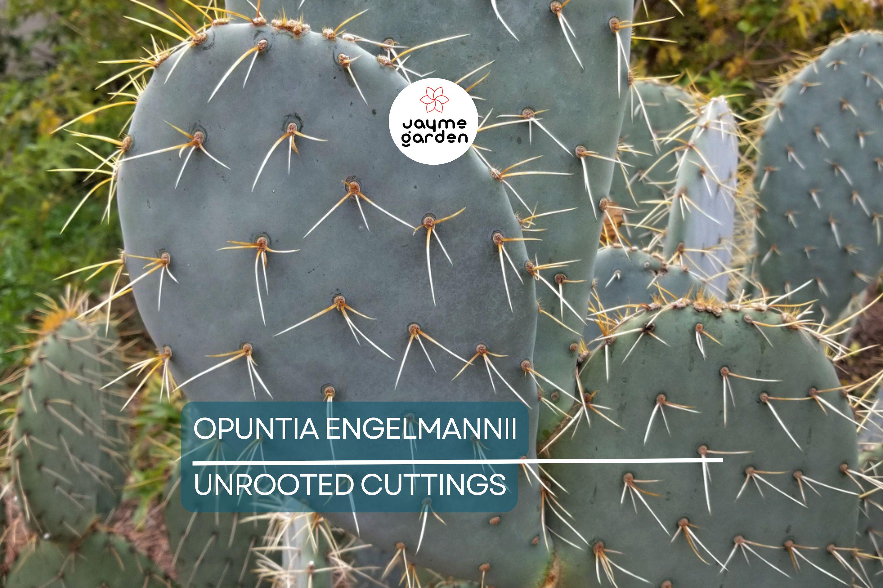 Opuntia Engelmannii Cactus Cutting (6-9 Inches) – Yellow Flowers, Prickly Pear, Rootone Treated