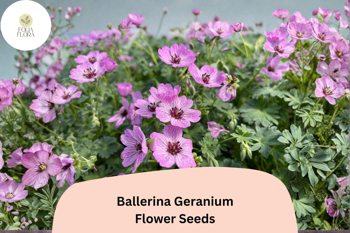 25+ Ballerina Geranium Seeds | Purple Hardy Cranesbill | Perennial Ground Cover Flower for Garden Beds