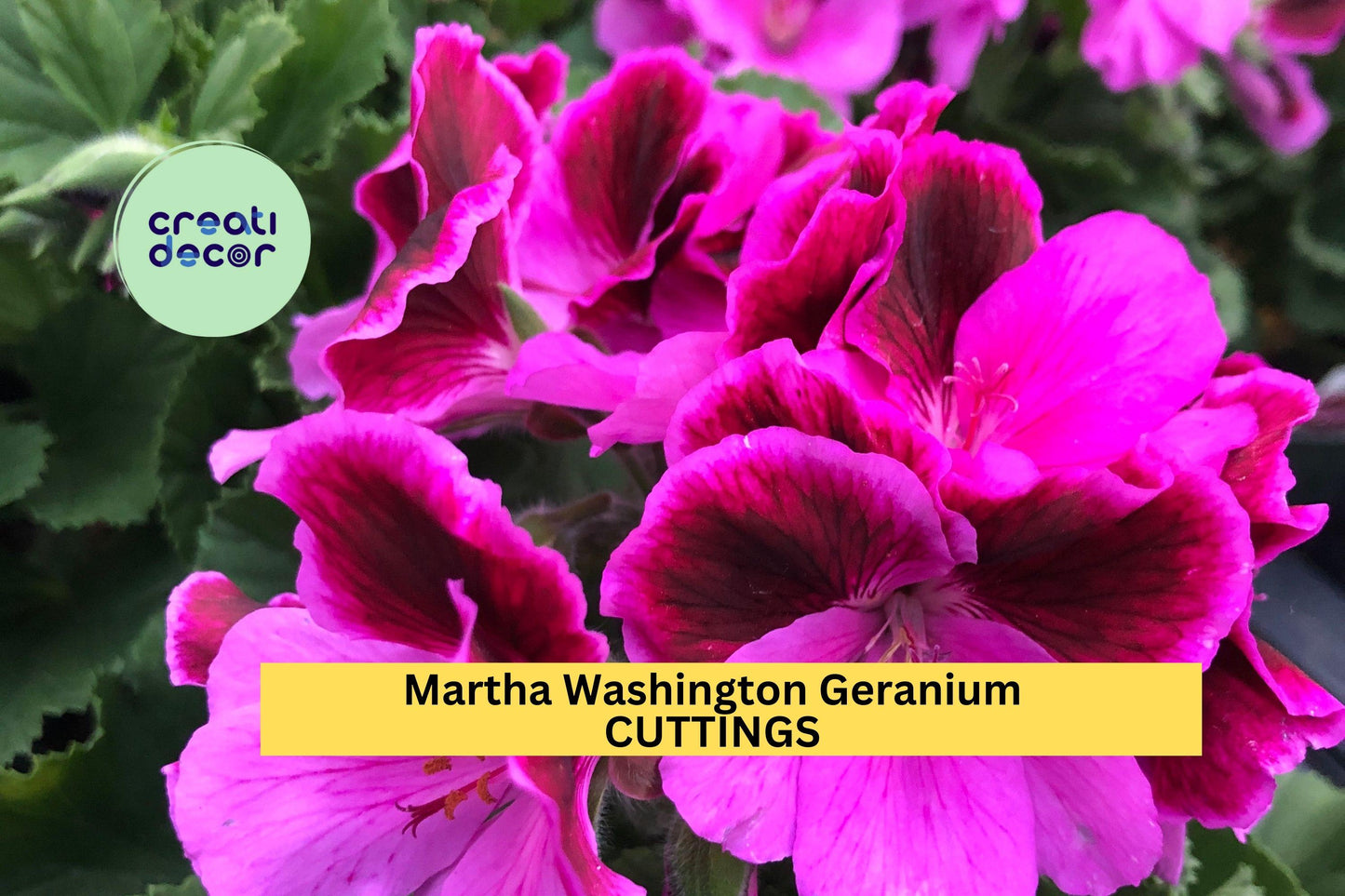 6 Martha Washington Geranium Cuttings – Pelargonium | Fresh Unrooted Flower Stems for Pots, Planters, or Spring Garden Borders