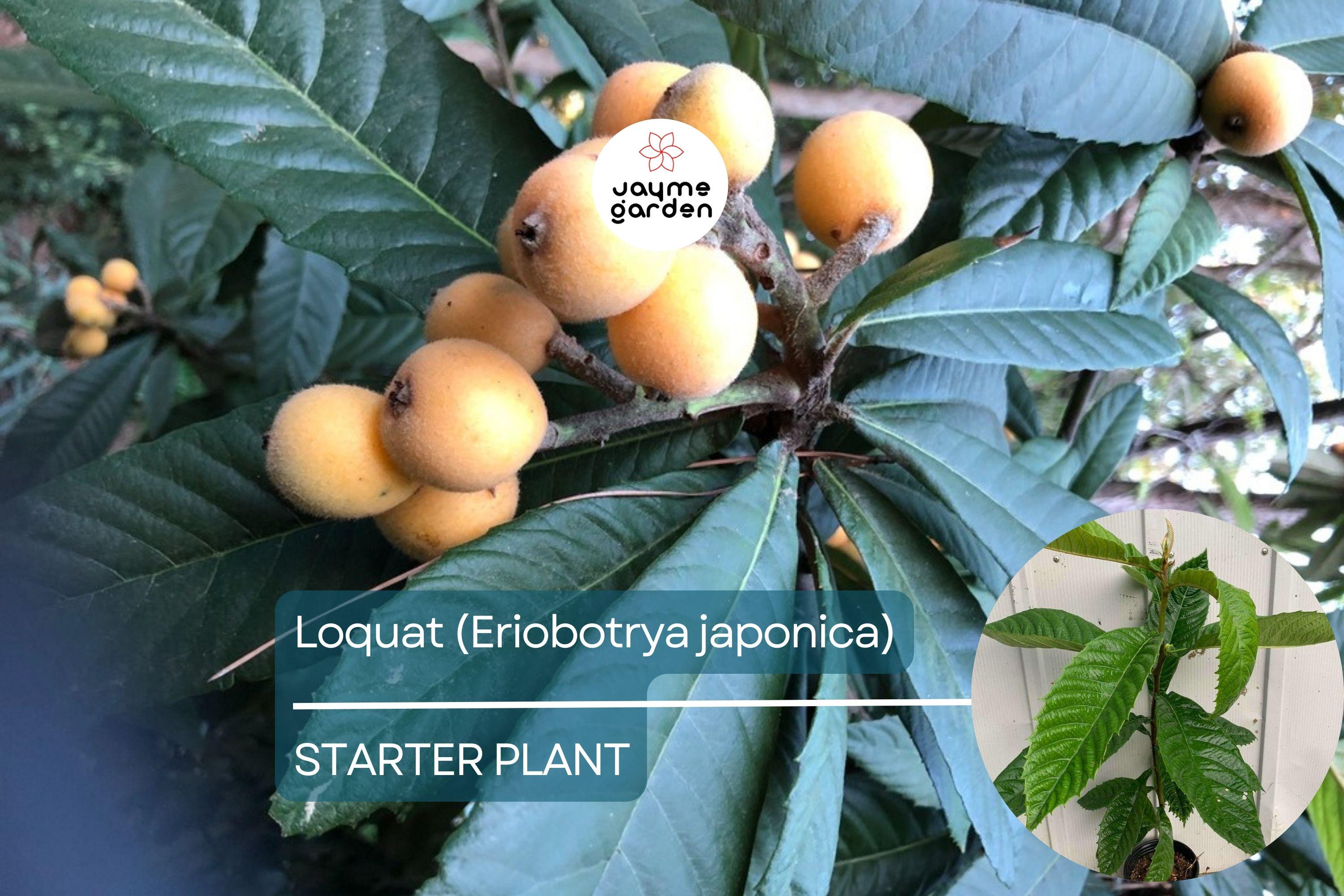 Loquat Tree - Live Eriobotrya japonica Fruit Tree 1’-2’ Tall | Ornamental & Edible | Sweet, Tangy Fruit for Gardens and Containers