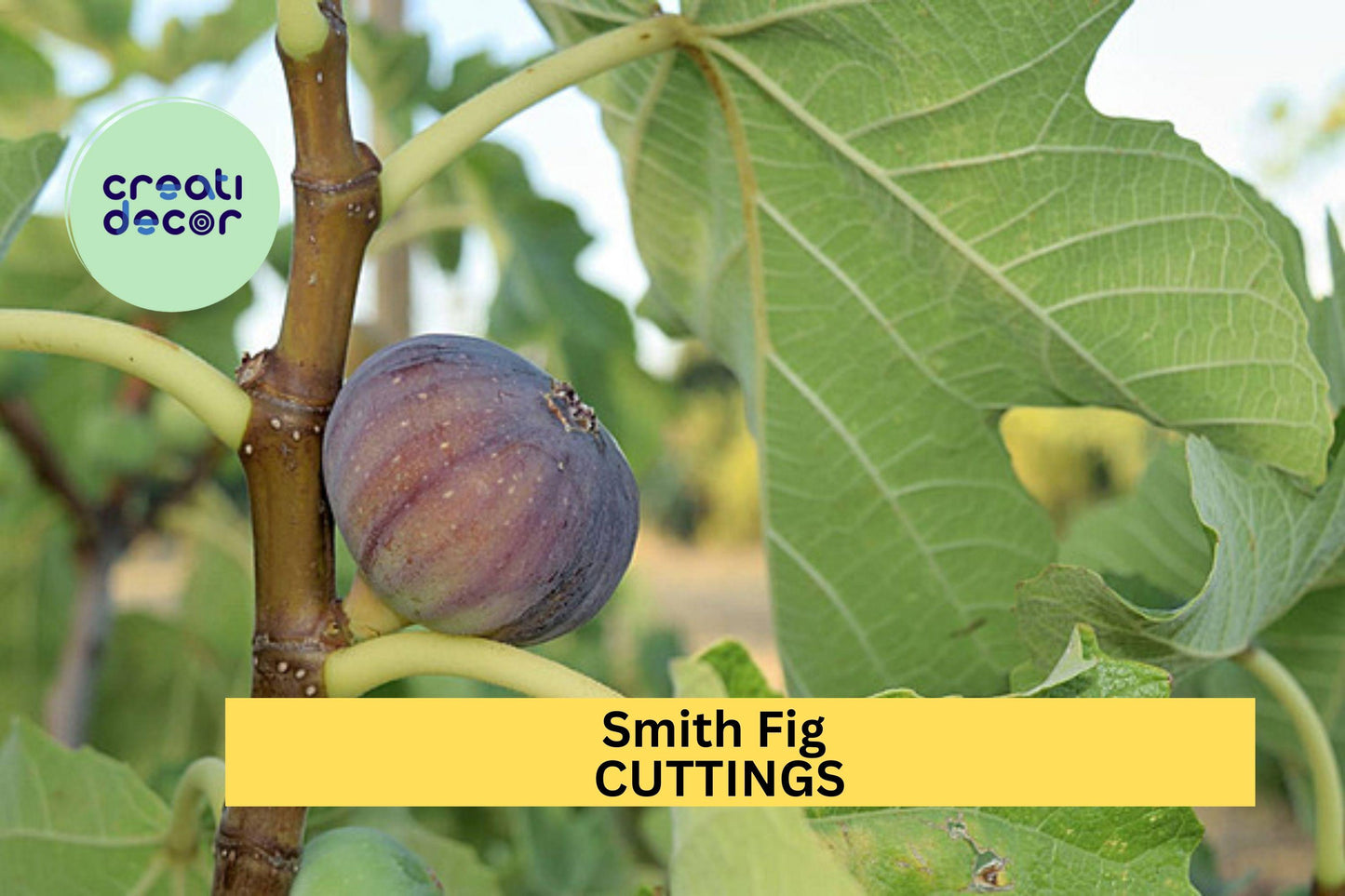 5 Smith Fig Cuttings + Free Willow Water – Premium Unrooted Hardwood Cuttings for Propagation, Rare Sweet Fig Variety – USA