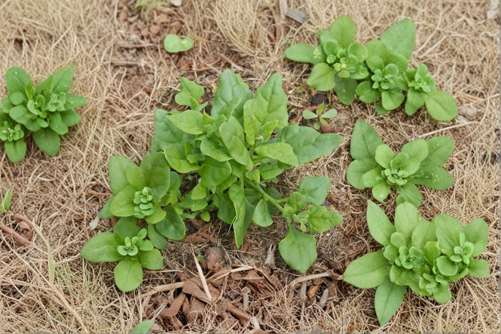Spinach – New Zealand 100 Seeds | Heat-Tolerant Greens | Summer Spinach Alternative | Continuous Harvest