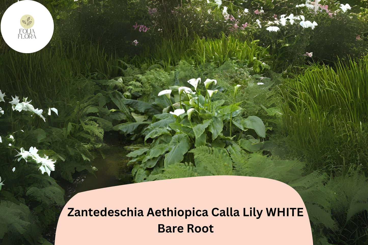 Zantedeschia aethiopica White Calla Lily | 5 Live 2” Plants Florist Quality Flower