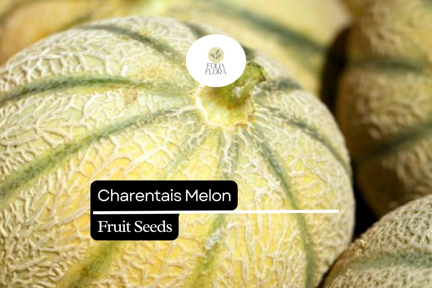 25 Seeds Charentais Melon (Cucumis melo) – French Heirloom Melon with Sweet, Fragrant Flesh
