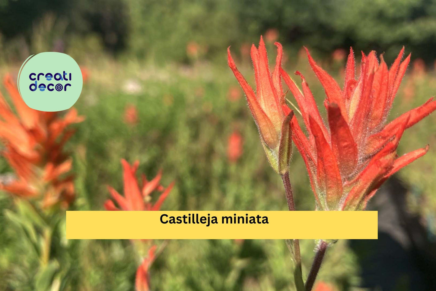 Castilleja miniata Seeds (300) – Giant Red Indian Paintbrush, Native Perennial Wildflower, Moist Soil Tolerant, Pollinator Friendly