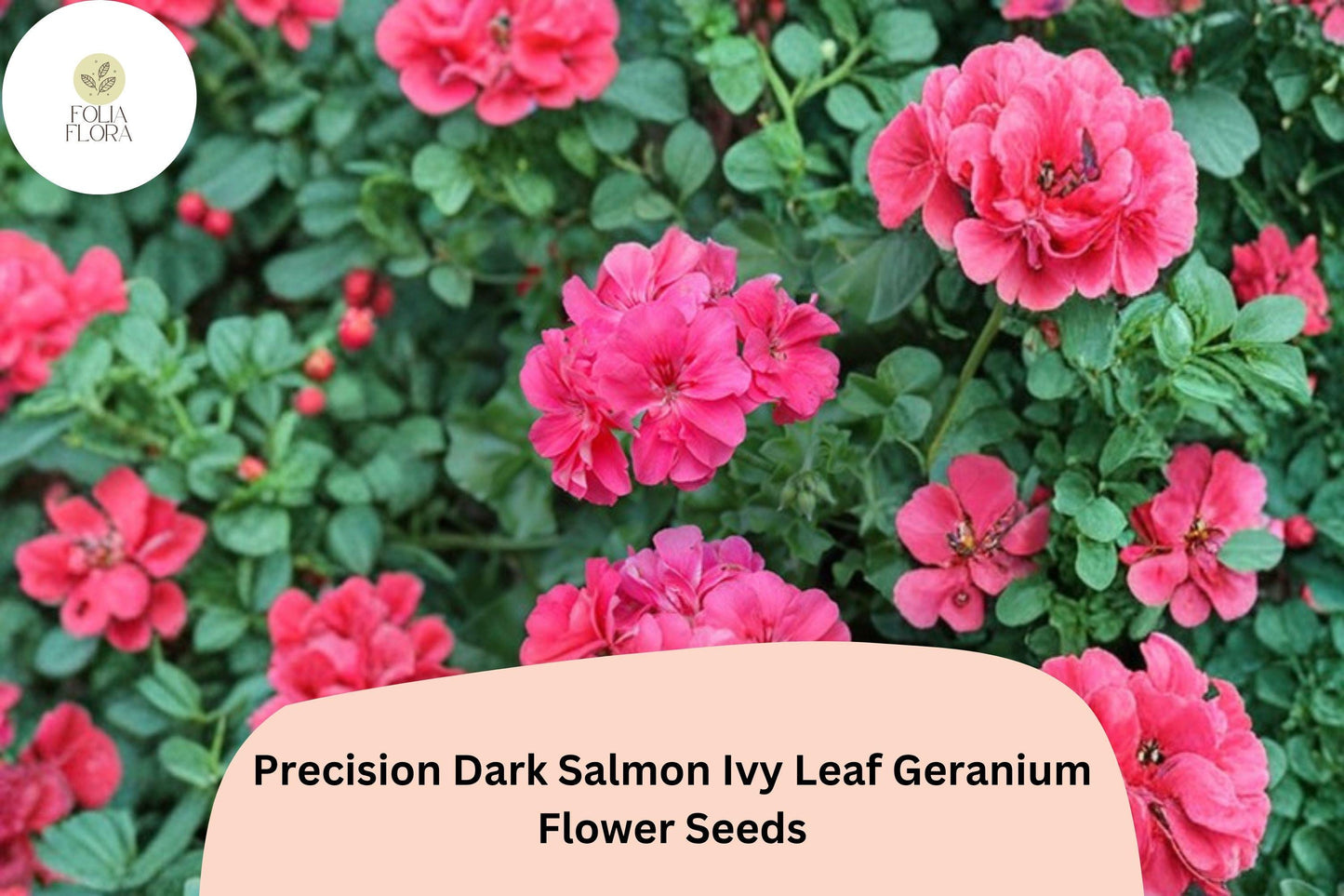 25+ Precision Dark Salmon Ivy Leaf Geranium Seeds | Trailing Geranium | Salmon Blooms for Hanging Baskets