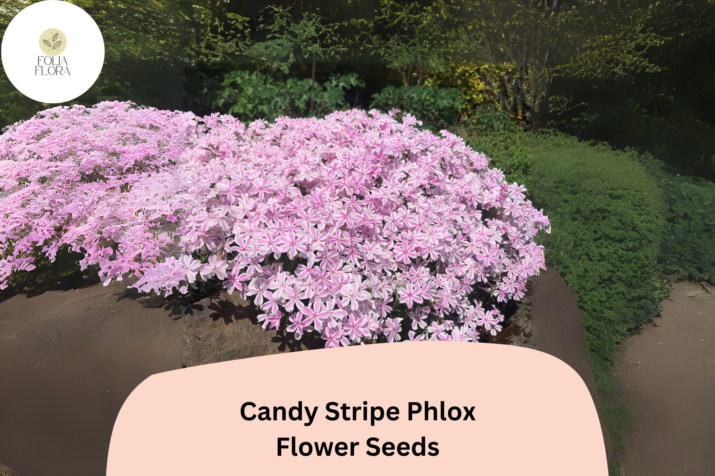 100+ Candy Stripe Phlox Seeds – Creeping Phlox subulata, Pink & White Ground Cover Flowers