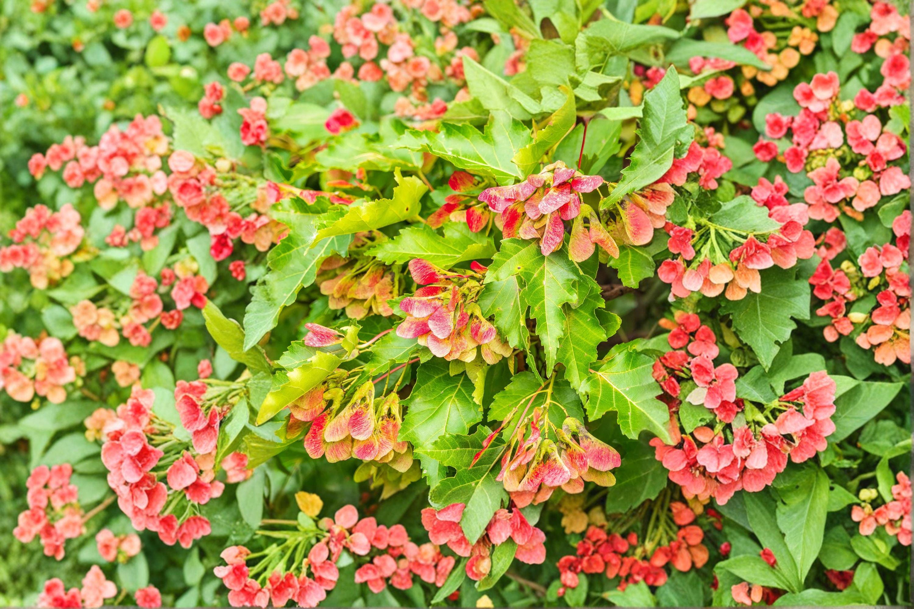 Amur Maple – Acer ginnala 10 Seeds | Brilliant Red Fall Color | Hardy Ornamental Maple | Compact Landscape Tree