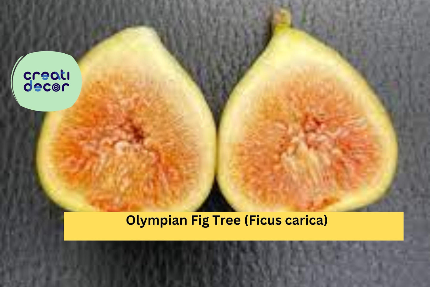 Olympian Fig Tree – Live Starter Plant Bare Root Ficus carica, Hardy Fruit Tree with Large Sweet Figs for Home Orchard or Garden