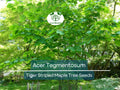 10 Seeds Acer Tegmentosum (Tiger Striped Maple) for Planting - Unique Tree for Landscaping, Gardens & Bonsai - Hardy, Ornamental Tree Seeds