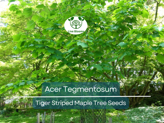 10 Seeds Acer Tegmentosum (Tiger Striped Maple) for Planting - Unique Tree for Landscaping, Gardens & Bonsai - Hardy, Ornamental Tree Seeds