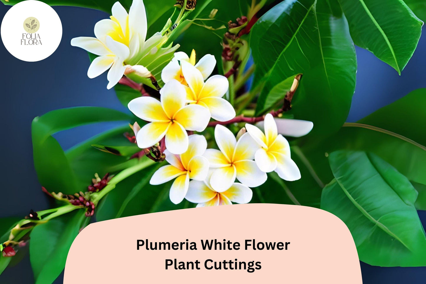 Plumeria White 3 Live 6” Cuttings | Frangipani Tropical Flowering Plant for Garden & Patio