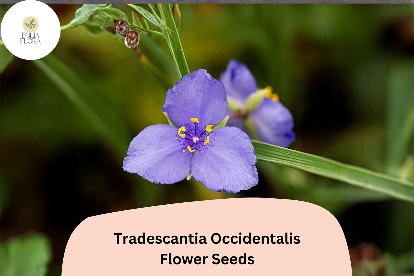 100 Tradescantia occidentalis Seeds | Prairie Spiderwort | Native Wildflower for Garden & Pollinators