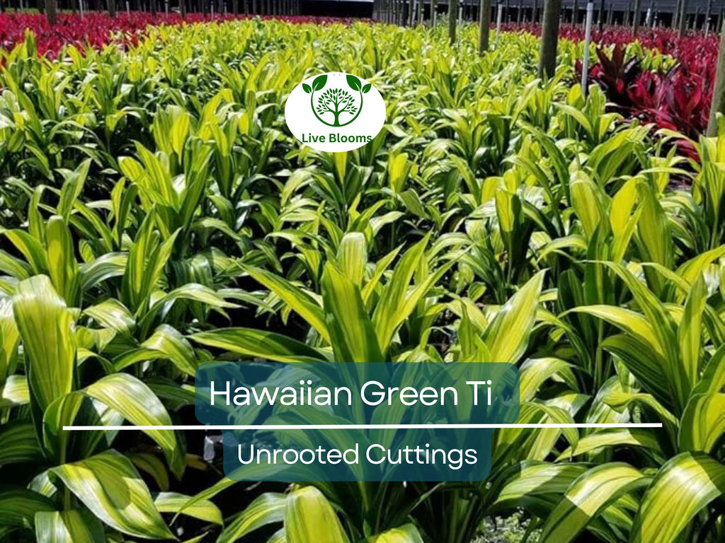 10 Hawaiian Green Ti Leaf Fresh Cuttings - 6" Starter Logs - Cordyline fruticosa, Tropical Plant, Ornamental, Easy to Grow, Exotic Plant