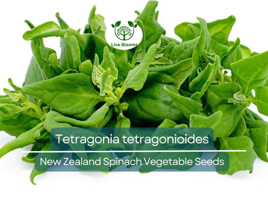 1 Gram Seeds Spinach New Zealand – Tetragonia tetragonioides | Heirloom Vegetable Seeds for Planting & Gardening