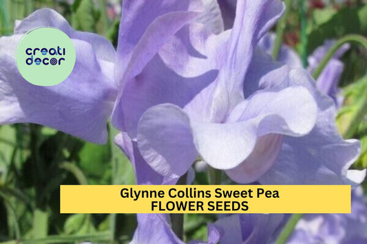 50+ Glynne Collins Sweet Pea Seeds – Fragrant Deep Pink Blooms for Garden Planting, Climbing Vines for Trellises & Bouquets – USA