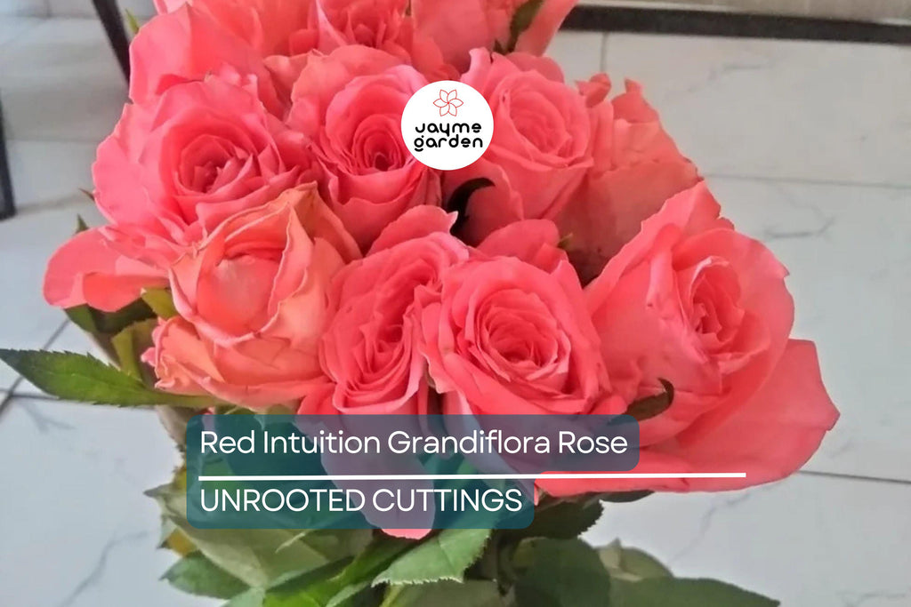 SUPER RARE Red Intuition Grandiflora Rose – 3 Unrooted Cuttings for Rooting or Grafting – Vibrant Blooms, Easy to Grow