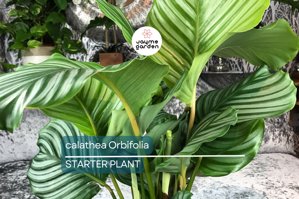 Calathea Orbifolia Seedling – 4-8” Tropical Starter Plant, Ornamental Indoor Houseplant with Striking Silvery-Green Foliage
