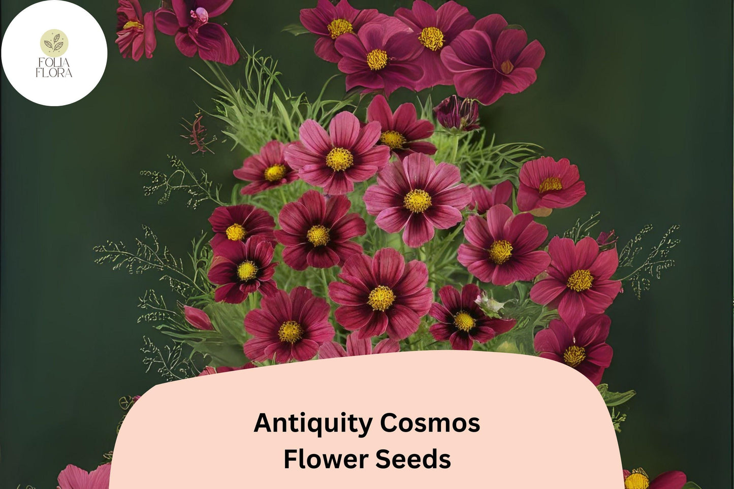 200+ Antiquity Cosmos Seeds | Rare Cosmos Bipinnatus Heirloom Flower Garden Planting