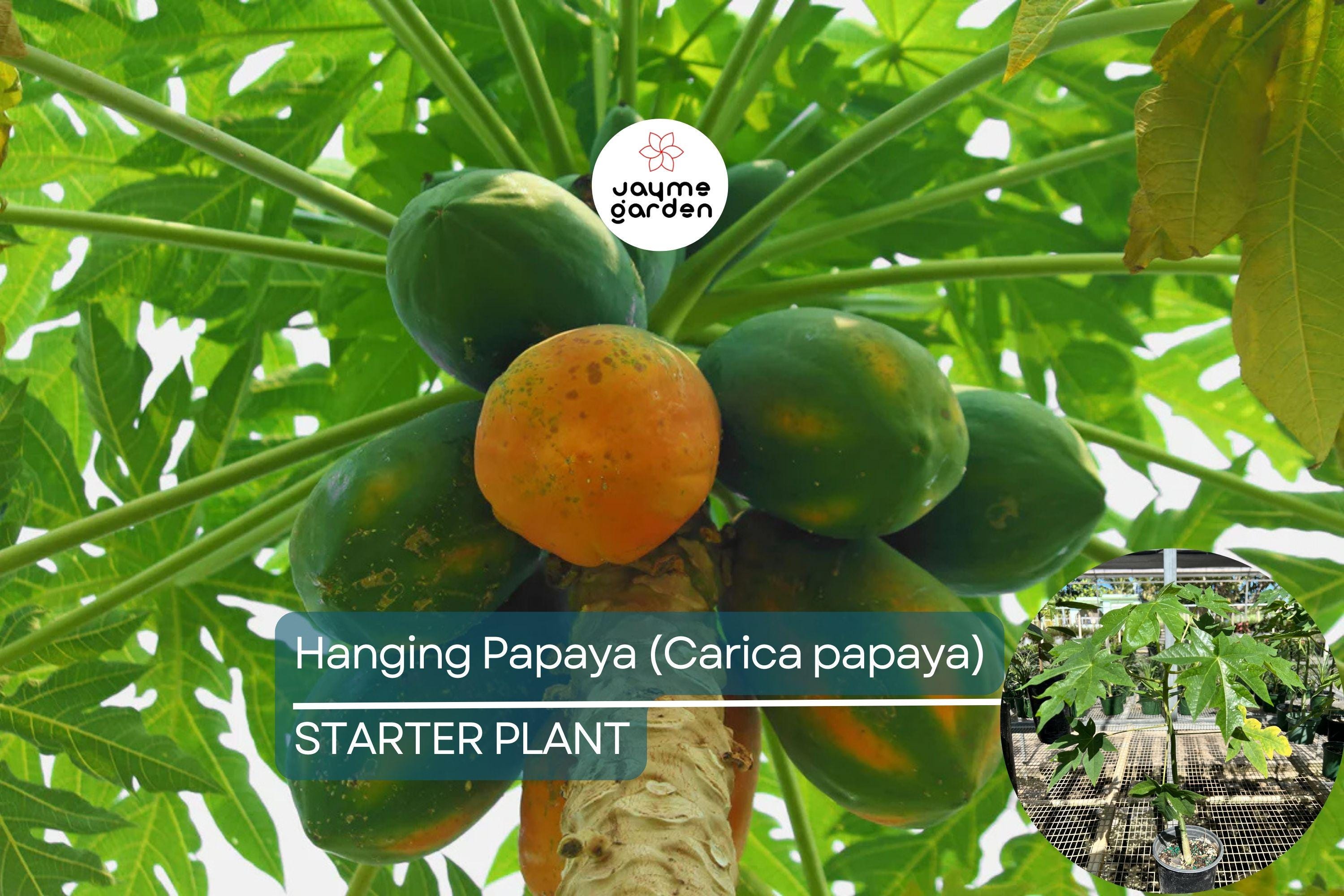 1 Hanging Papaya Tree (Carica papaya) Live Tropical Fruit Plant 1’-2’ | Sweet, Refreshing Papayas | Easy to Grow Starter Plant