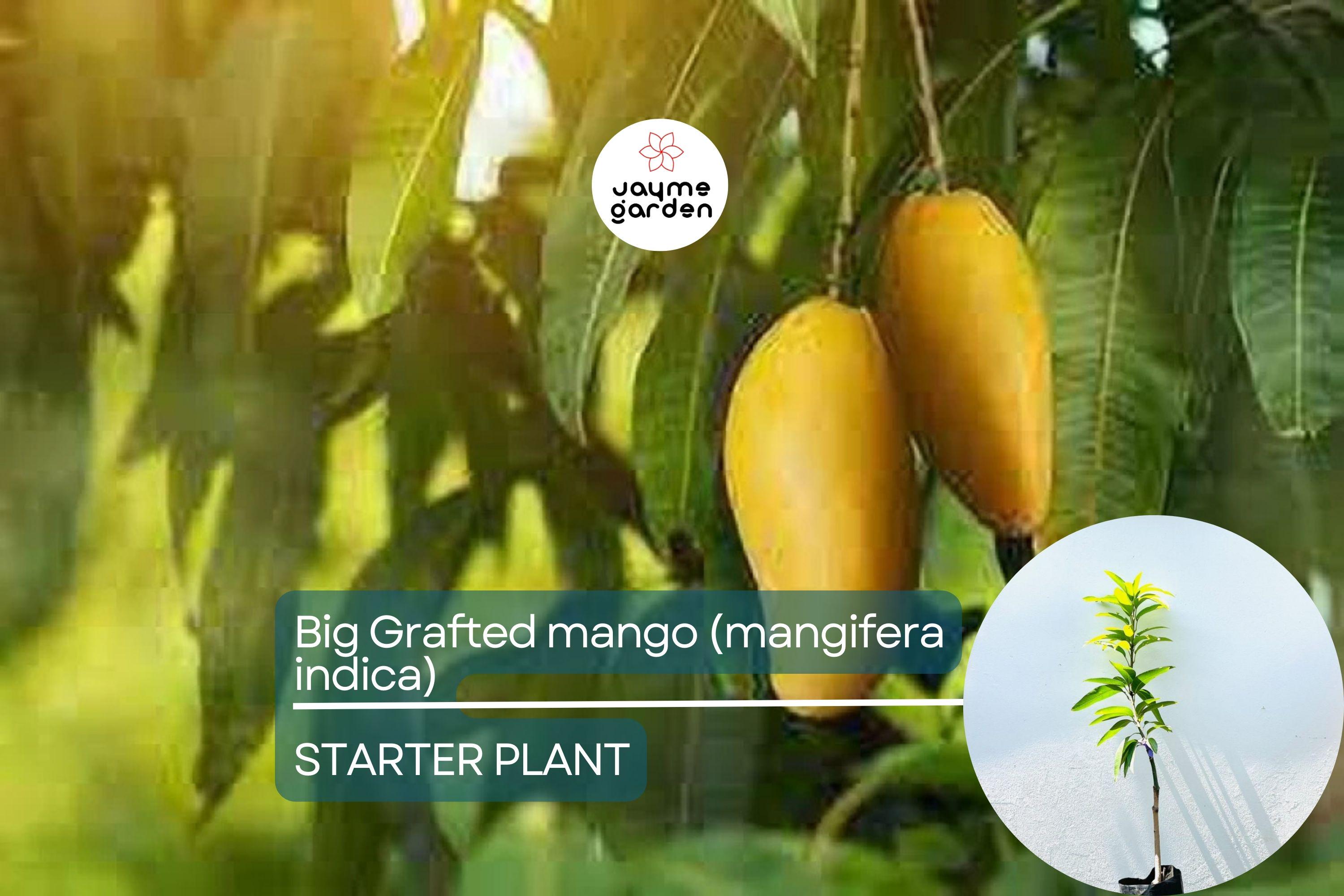 Big Grafted Colombo Kidney Mango (Mangifera indica) Live Tropical Fruit Tree 3'-4' | Sweet, Unique Mangoes | Easy to Grow Starter Plant